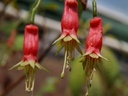 F. splendens