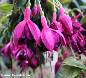 Bergstadt Ehrenfriedersdorf