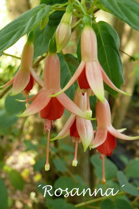 Rosanna