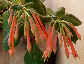 Her Majesty’s Crown