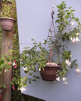 Unserer Rätseltante Elfi