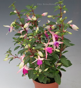 Jollies Force Calais