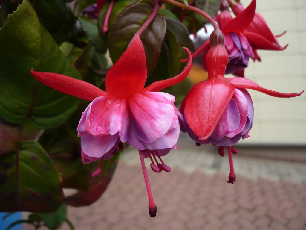 Professor Zinsmeister