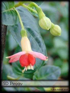 Shadow Dancer® PEGGY