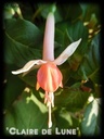 Claire de Lune