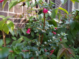 F. microphylla ssp.hemsleyana