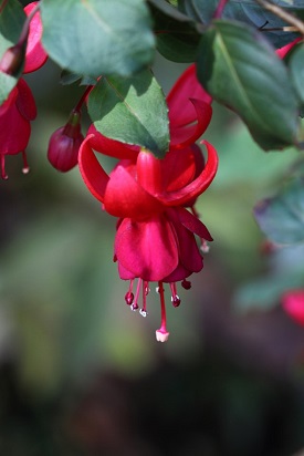Botanischer Garten Augsburg