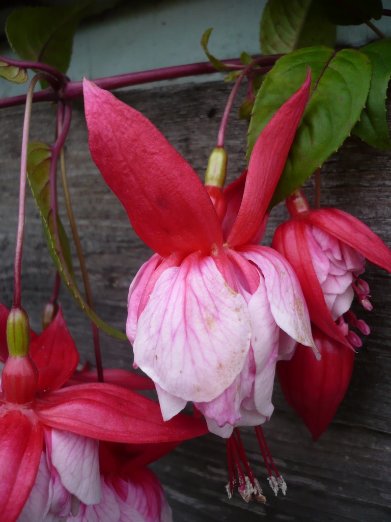 Théroigne de Mericourt