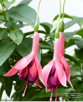 Christian Peter Rothemund