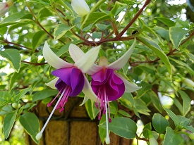 Golden la Campanella