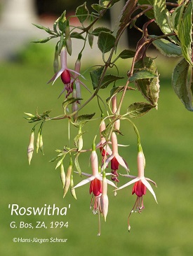 Roswitha