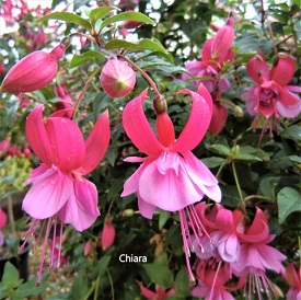 Chiara