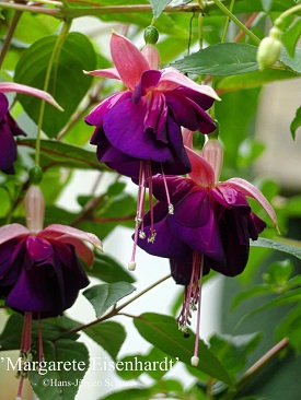 Margarete Eisenhardt