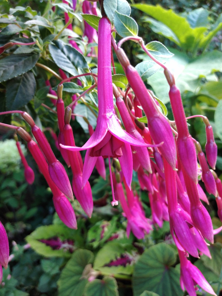 40 Jahre Deutsche Fuchsien-Gesellschaft