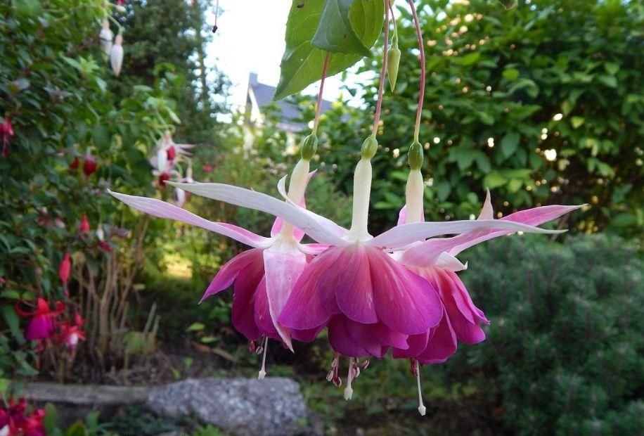 Botanische Gärten Bonn