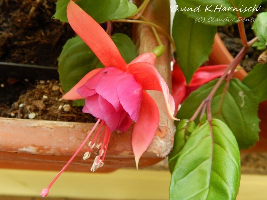 Christine und Klaus Harnisch