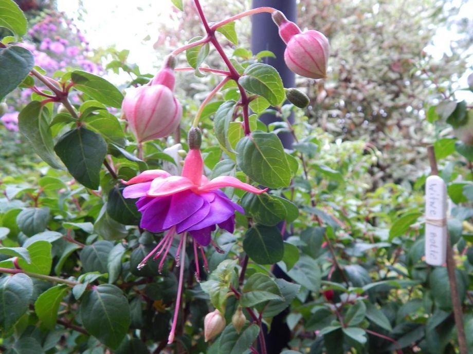 25 Jahre Schweizerischer Fuchsienverein