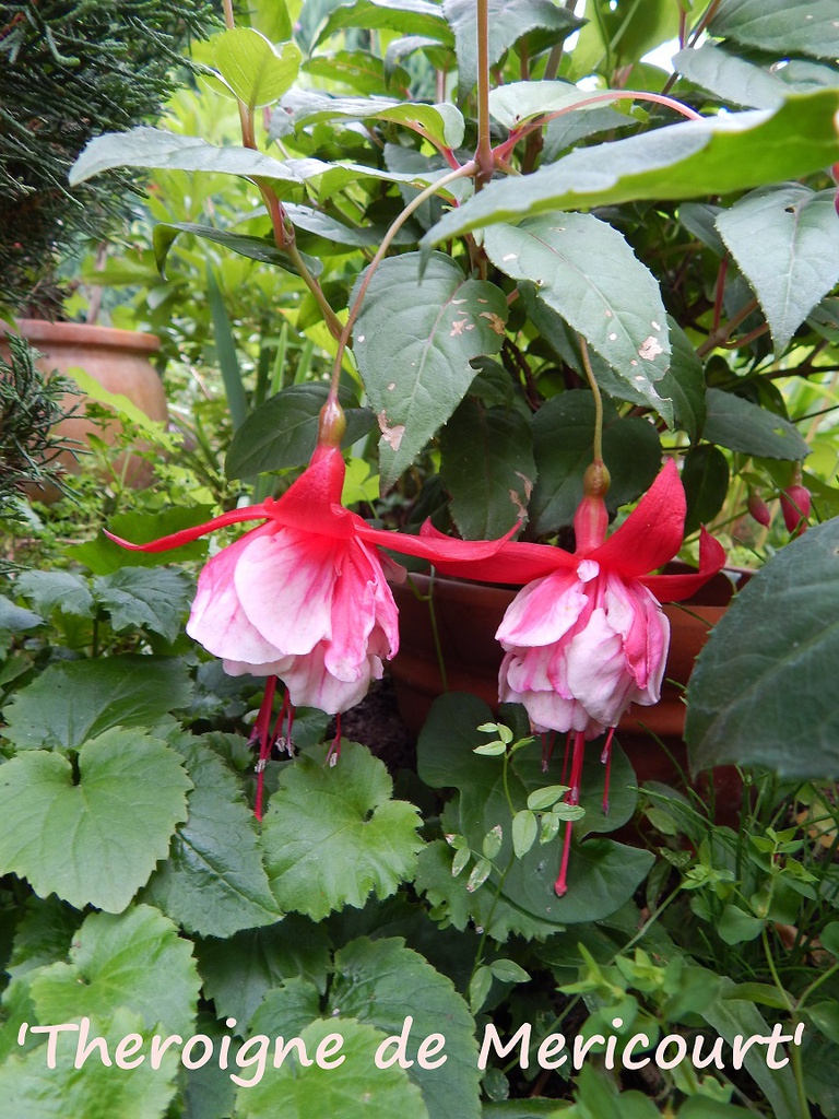 Théroigne de Mericourt