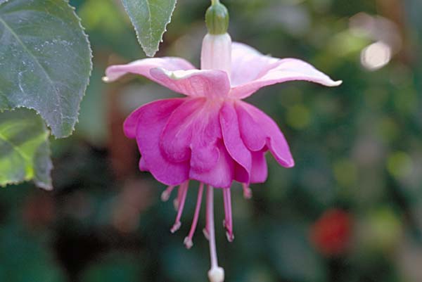 Armin von Spiegelberg