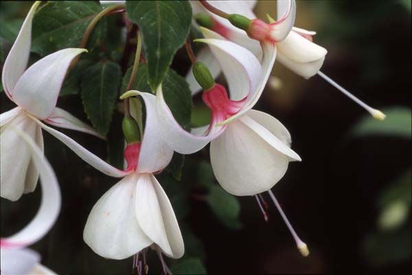 Florence Mary Abbott