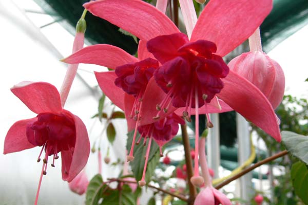 Frau Vreni Flückiger