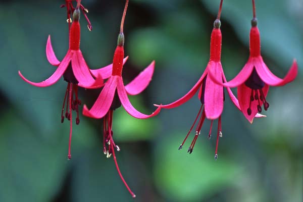 Harti´s Schwarzer Ritter