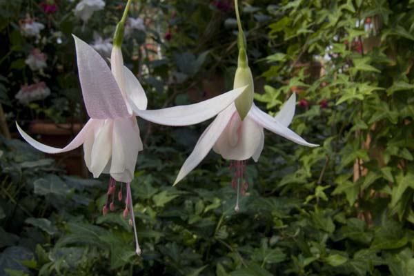 Irmgard Hirschfelder