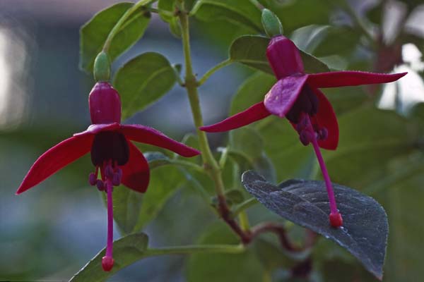 Janneke Brinkm.-Saletijn