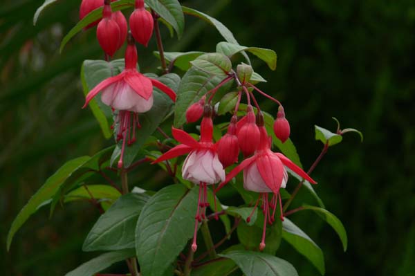 Madame van d.Strasse