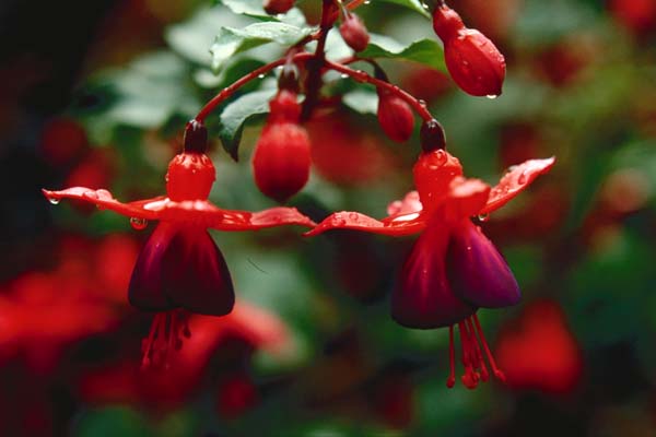 Ortenburger Festival