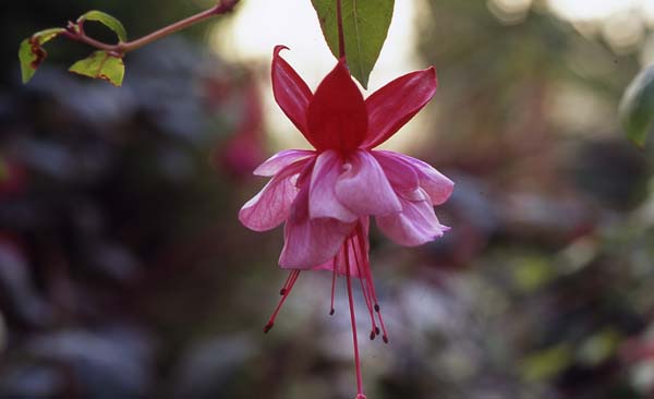 R.A.F (Royal Air Force)