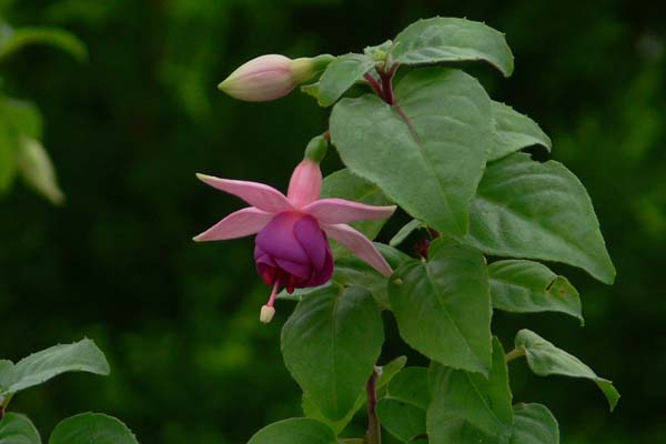 Schöne Metzdörferin