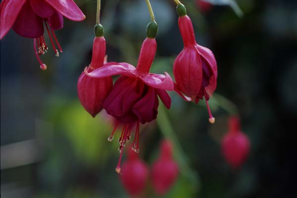 Silbernes Erzgebirge