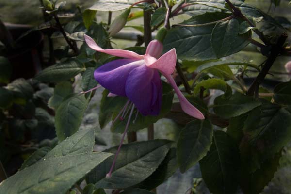 Waldis Dunkle Glocke