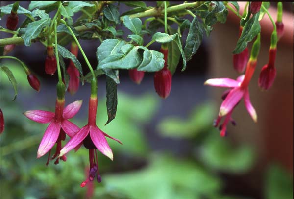 Whiteknights Amethyst