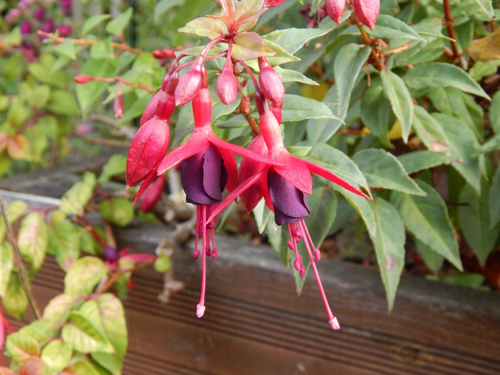 Freundeskreis Dortmund