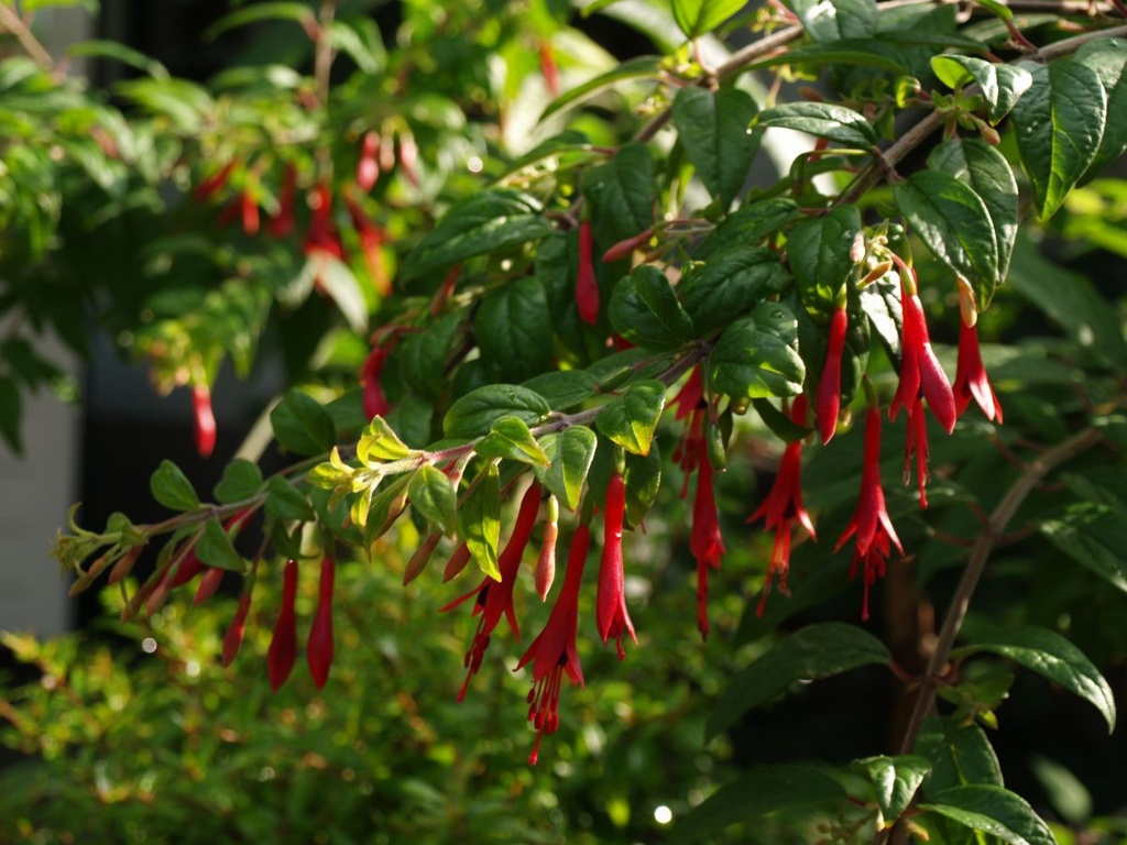 Fuchsia brevilobis