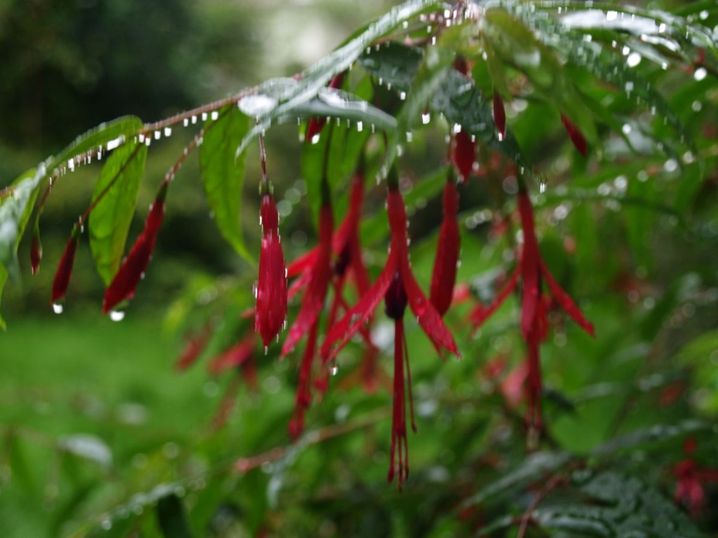 Fuchsia hatschbachii