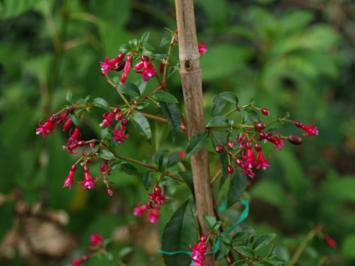 Fuchsia jimenezii