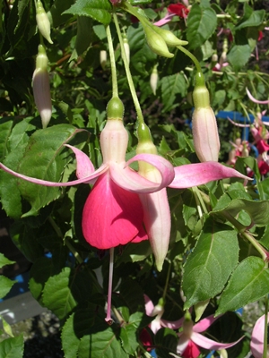 Andreas Burgschweiger