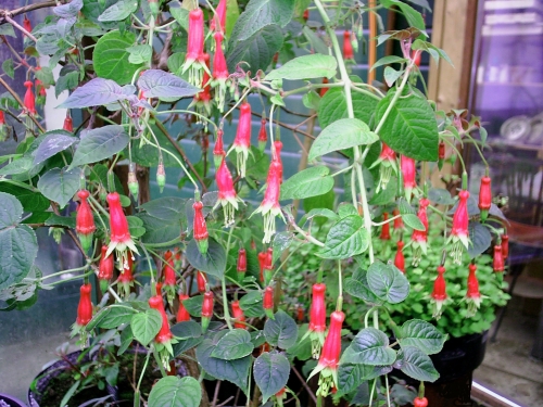 Fuchsia splendens