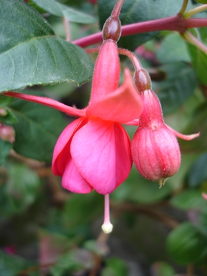 Burgi's Regenbogenbrücke