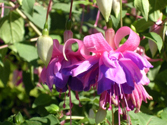 Die schöne Pinzgauerin