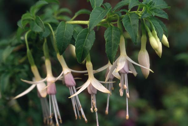 Fuchisa magellanica var. alba