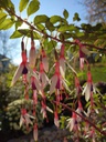 Fuchsia mag. var. arauco