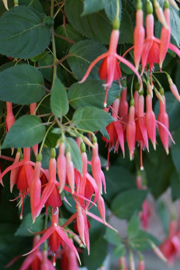 President Norman Hobbs