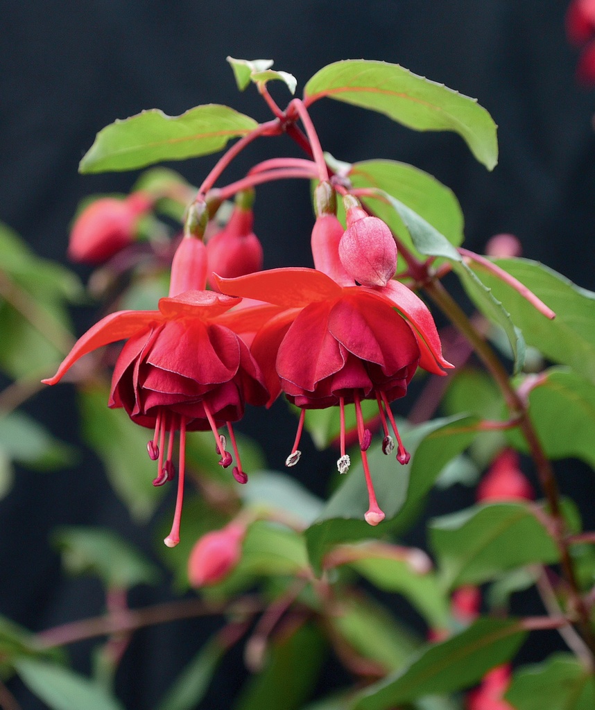 Botanischer Garten Augsburg