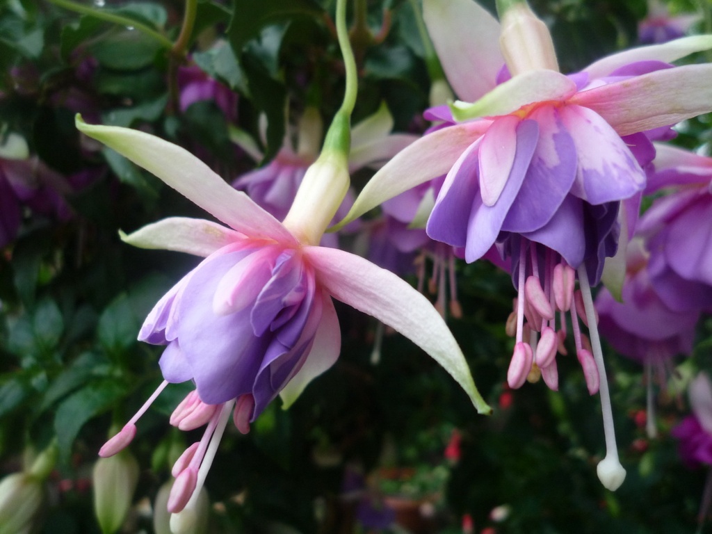 Freundeskreis Sachsen