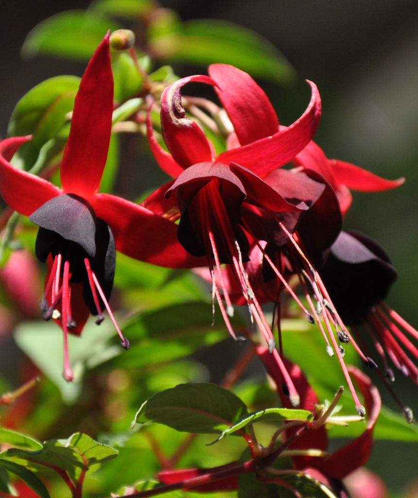 Andenken an Wolfram Götz