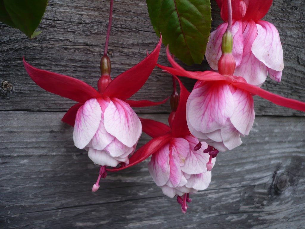 Théroigne de Mericourt